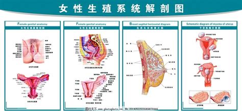 身體結構圖女|女性生殖系統